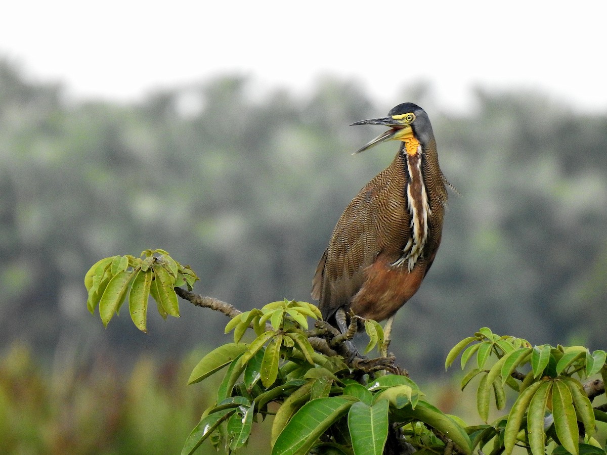 Bare-throated Tiger-Heron - ML646972591