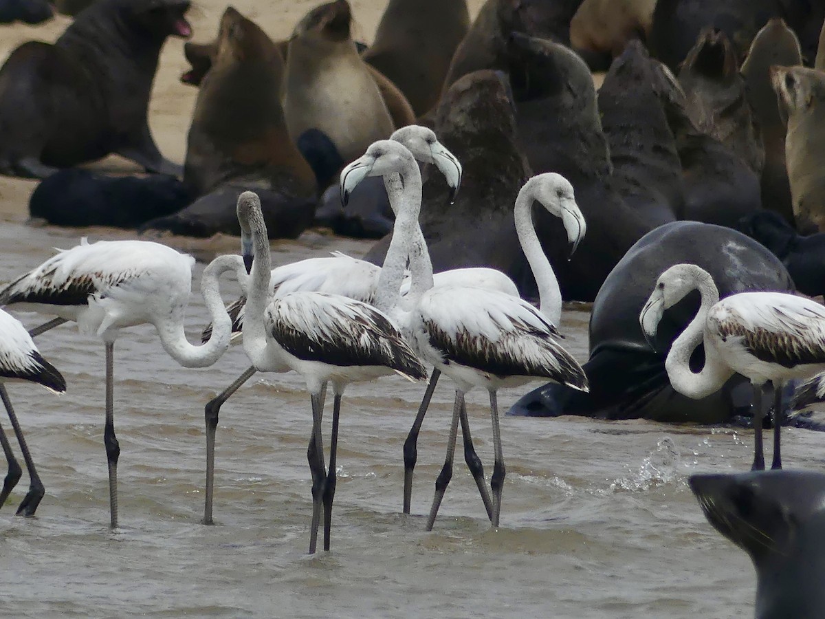 大紅鸛 - ML646972592