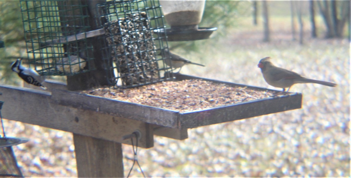 Northern Cardinal - ML646972593