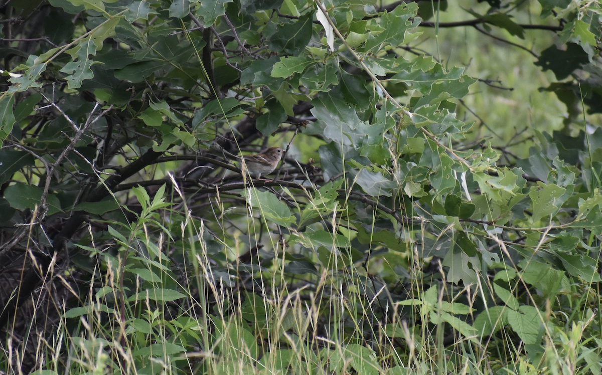 Field Sparrow - ML646972595
