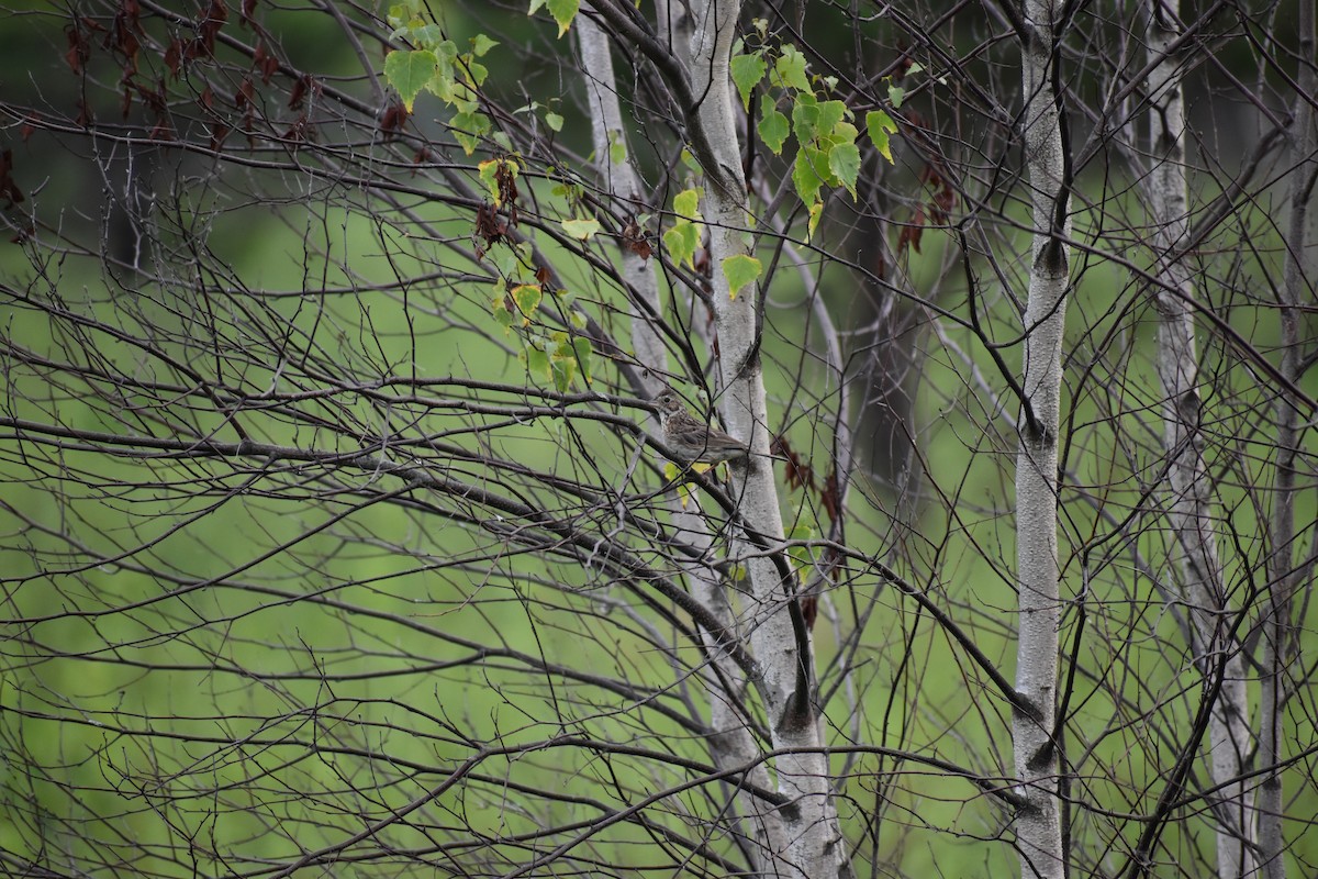 Vesper Sparrow - ML646972596