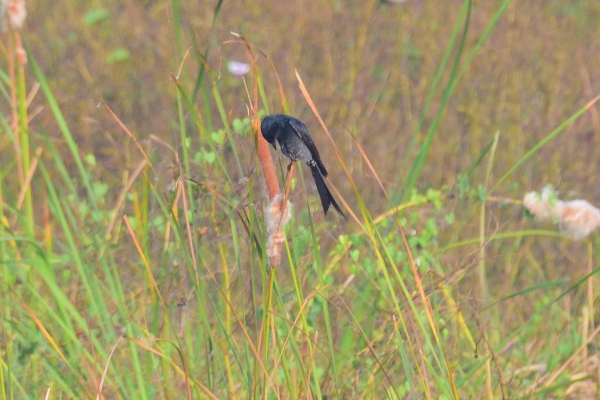 大卷尾 - ML646972597