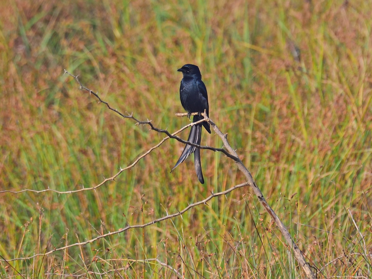 大卷尾 - ML646972598