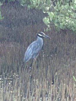 Yellow-crowned Night Heron - ML646972600