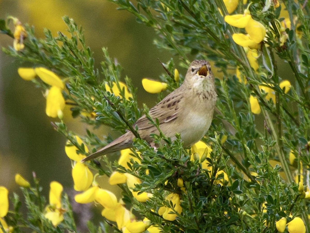 Common Grasshopper Warbler - ML646972601