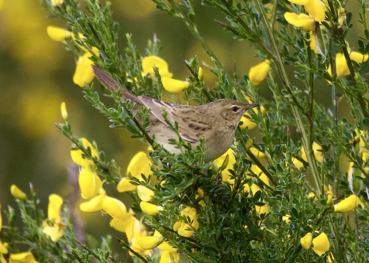 Common Grasshopper Warbler - ML646972603