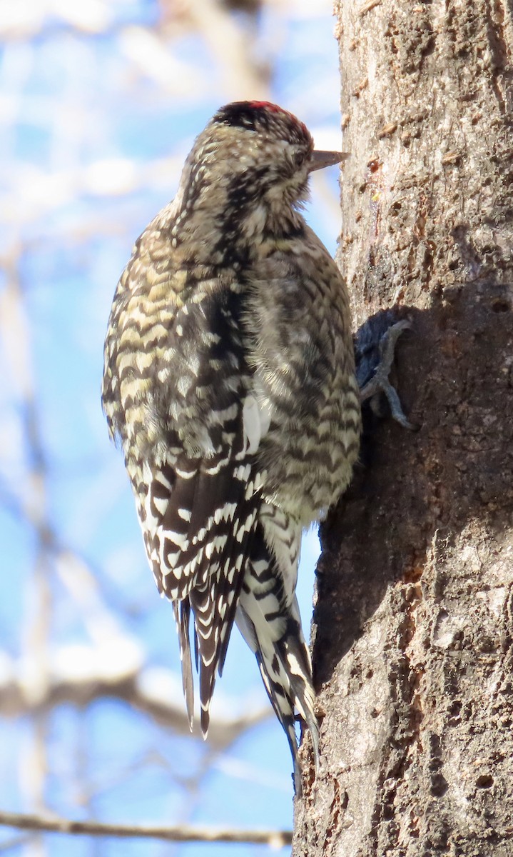 Yellow-bellied Sapsucker - ML646972604