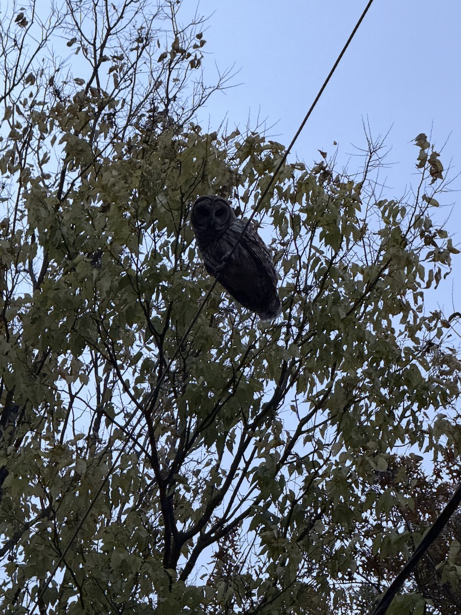 Barred Owl - ML646972605