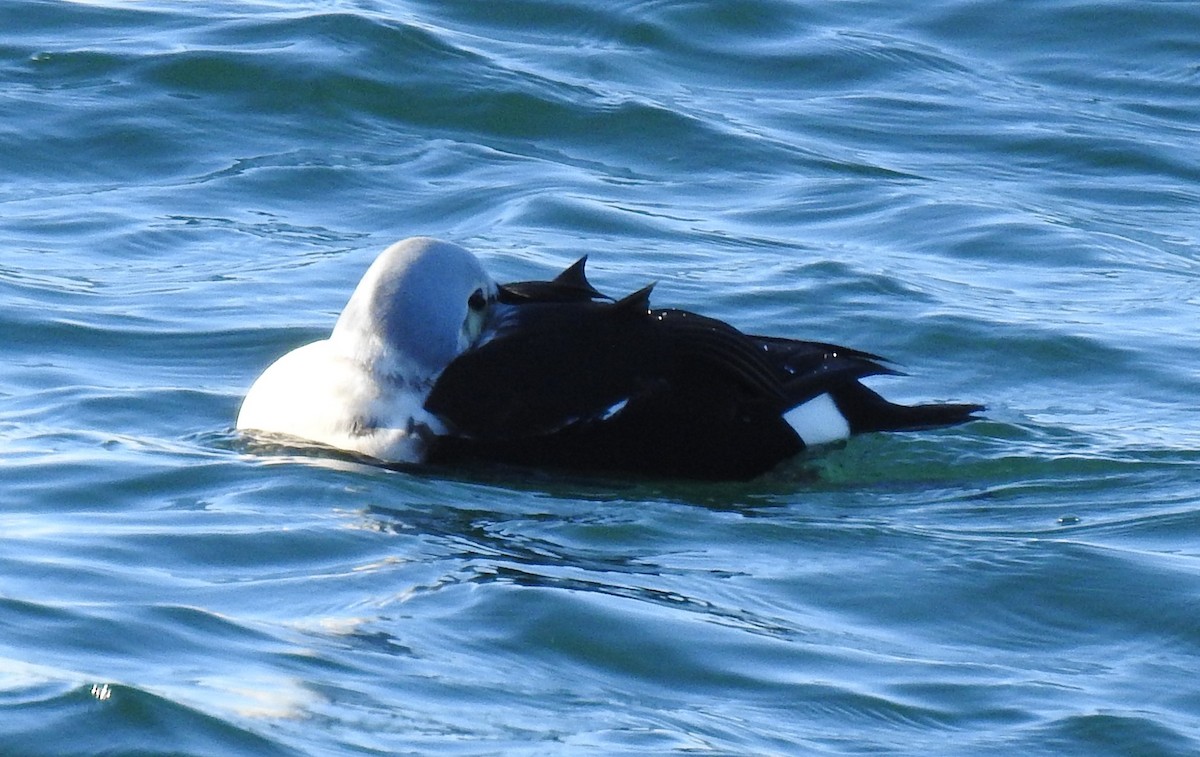 King Eider - ML646972608