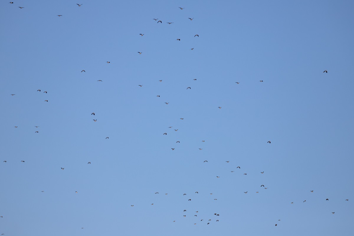 Northern Lapwing - ML646972609