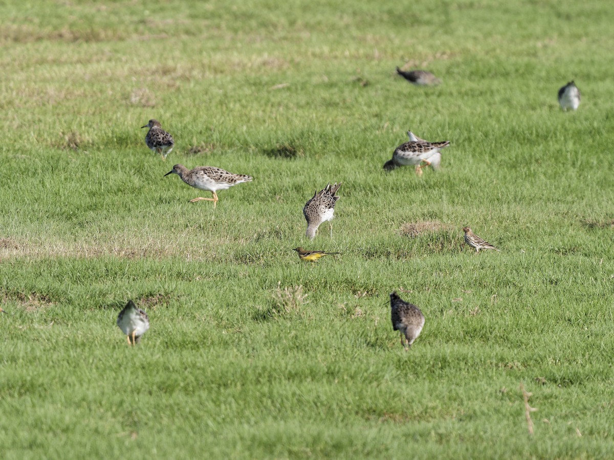 流蘇鷸 - ML646972610