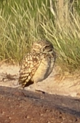 Burrowing Owl - ML646972611