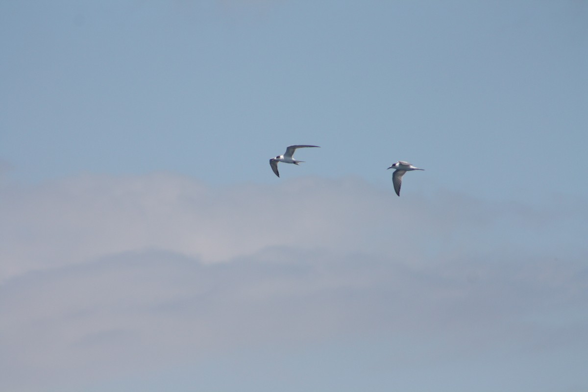 燕鷗 - ML646972612