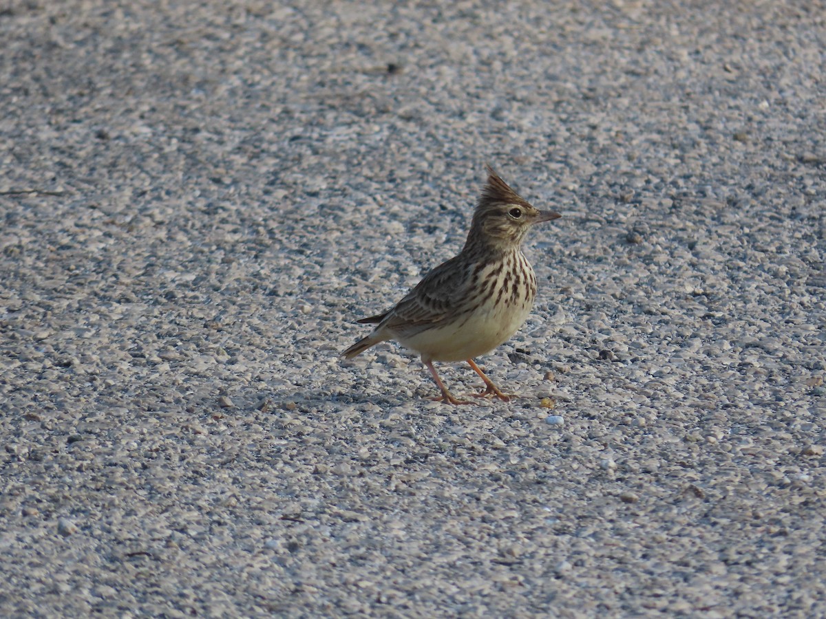 Thekla's Lark - ML646972619