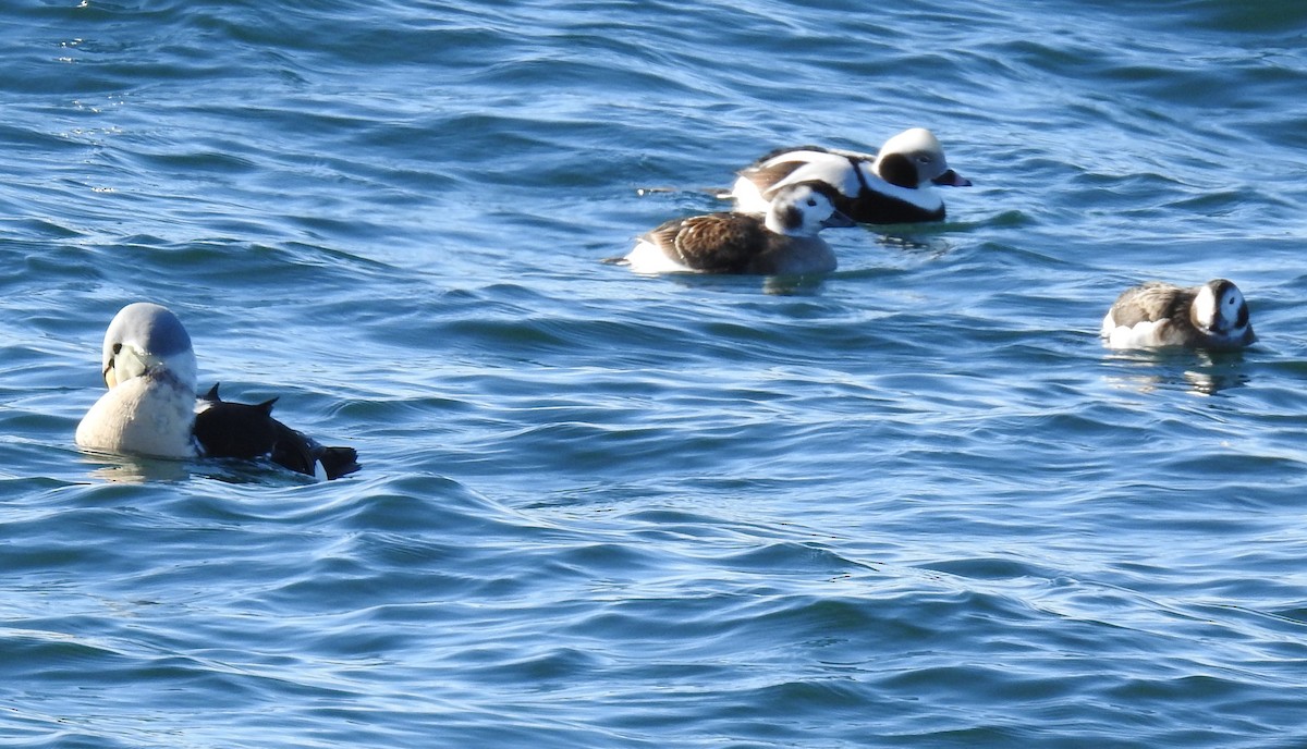 King Eider - ML646972620