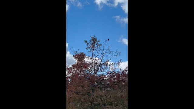 Vermilion Flycatcher - ML646972621