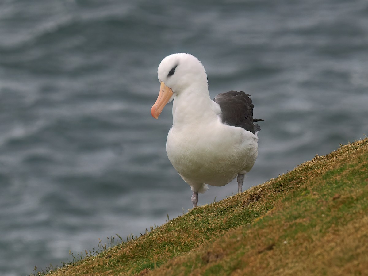 Black-browed Albatross (Black-browed) - ML646972622