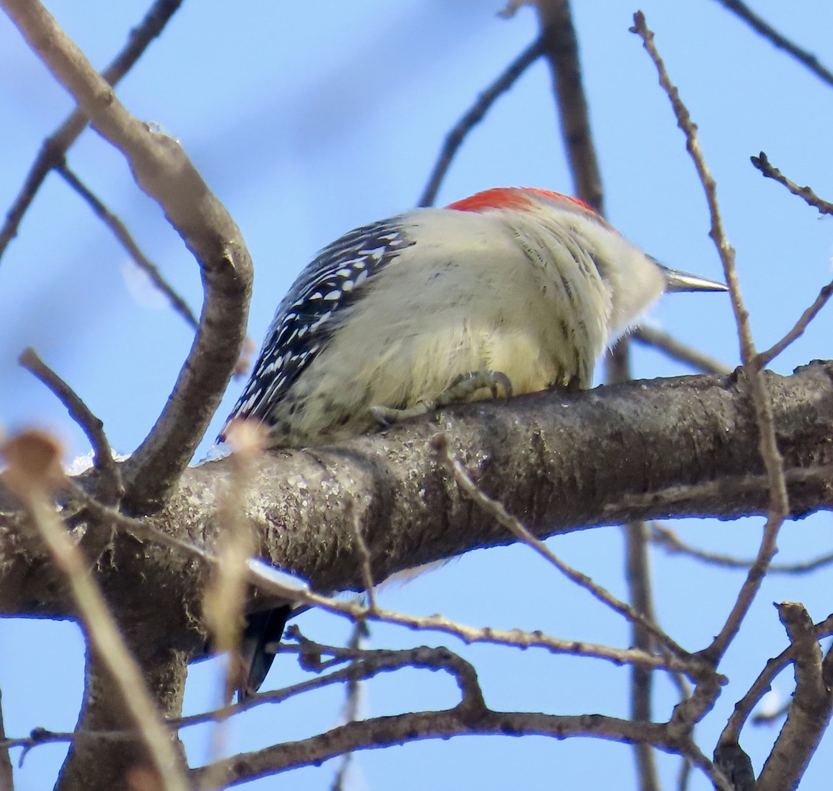 Red-bellied Woodpecker - ML646972623