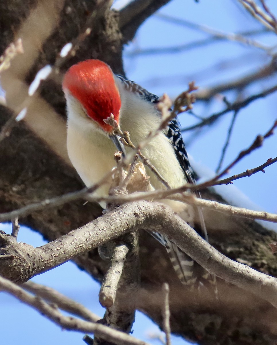 Red-bellied Woodpecker - ML646972624