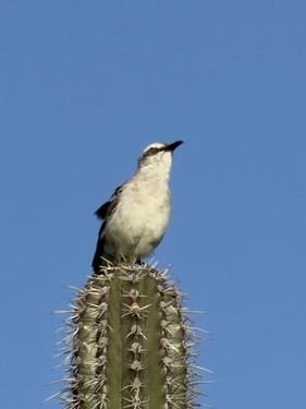 Tropical Mockingbird - ML646972625