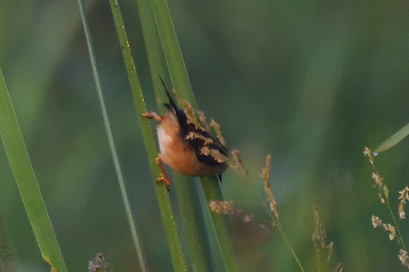 Ashy Prinia - ML646972629