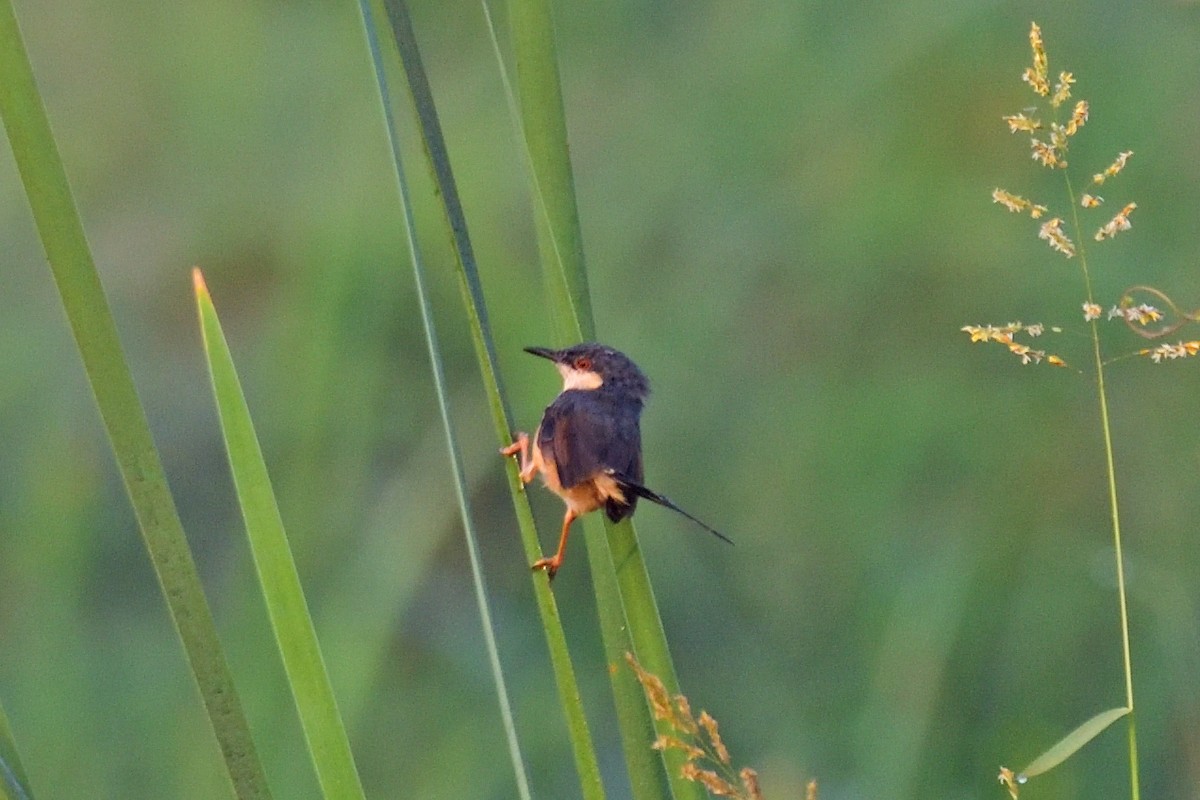 Ashy Prinia - ML646972630