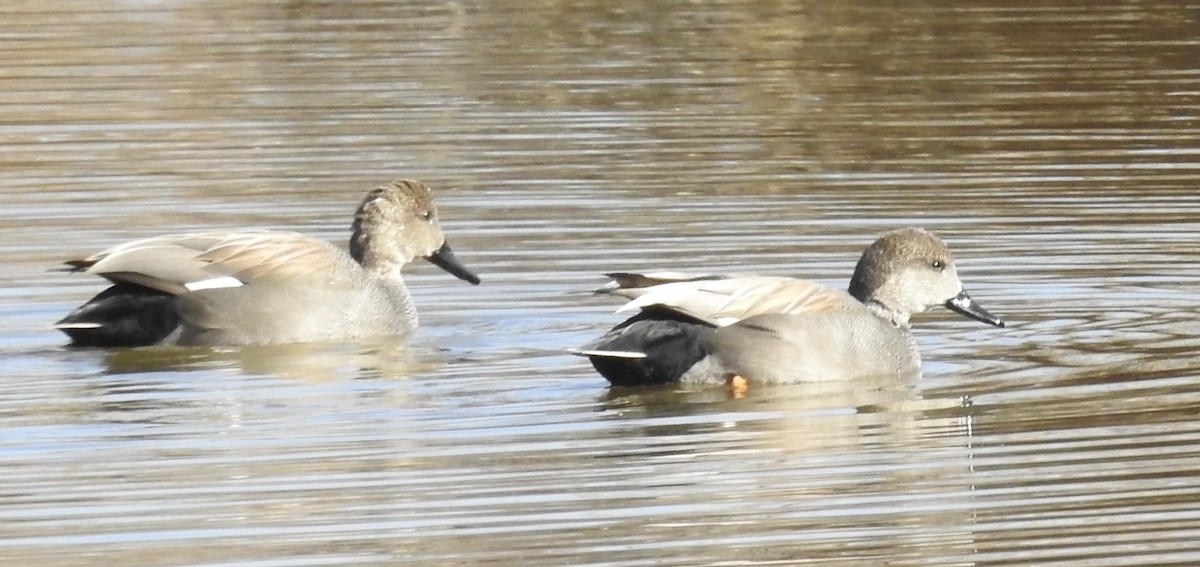 赤膀鴨 - ML646972631