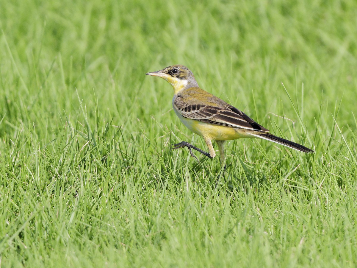 西方黃鶺鴒 - ML646972632