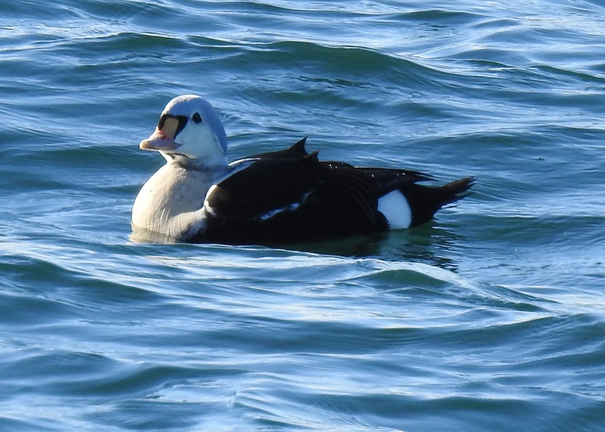 King Eider - ML646972634
