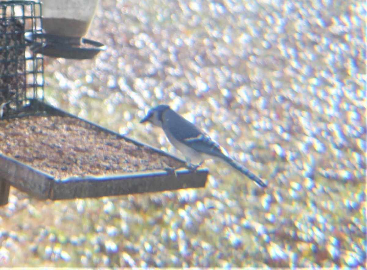 Blue Jay - ML646972635