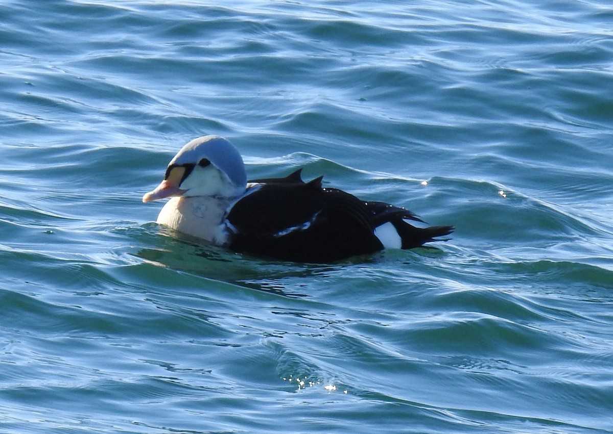 King Eider - ML646972642