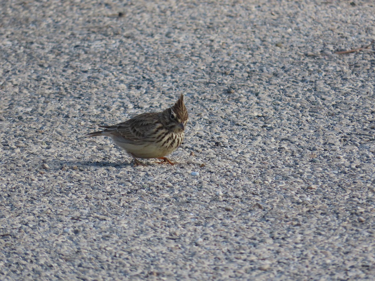 Thekla's Lark - ML646972643