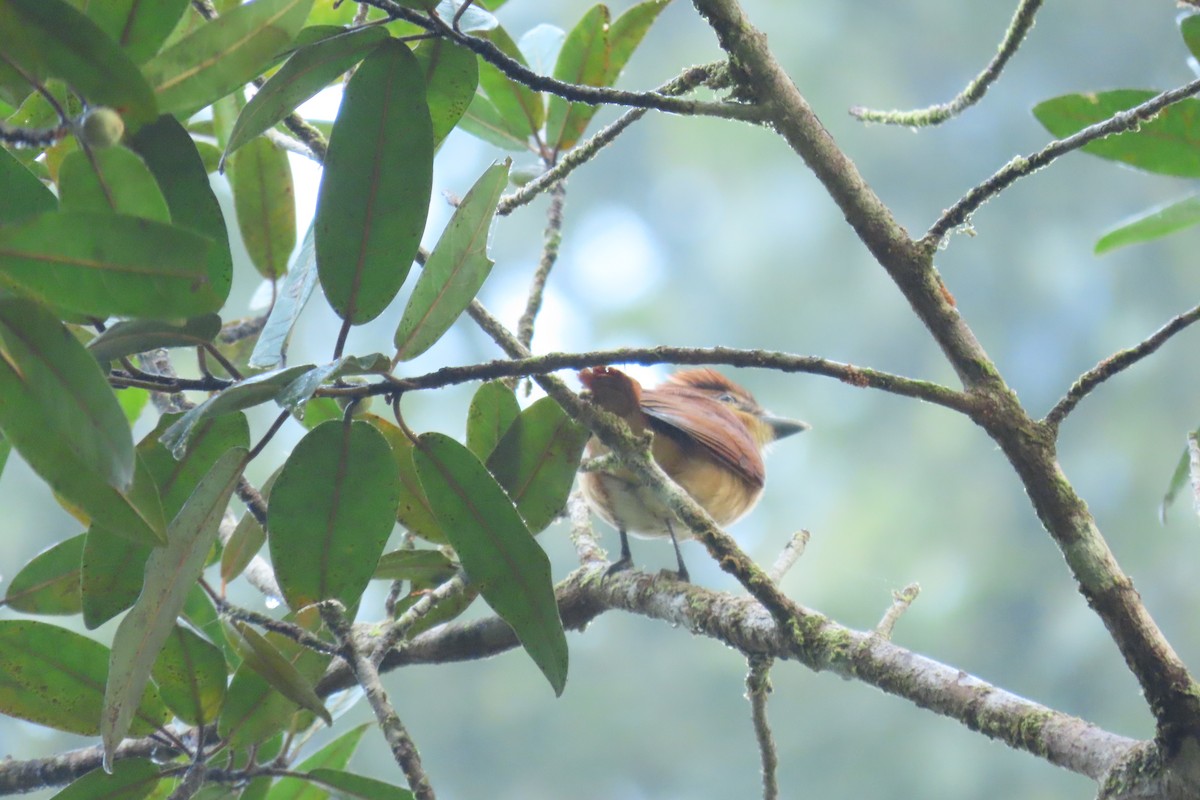 Cinnamon Becard - ML646972647