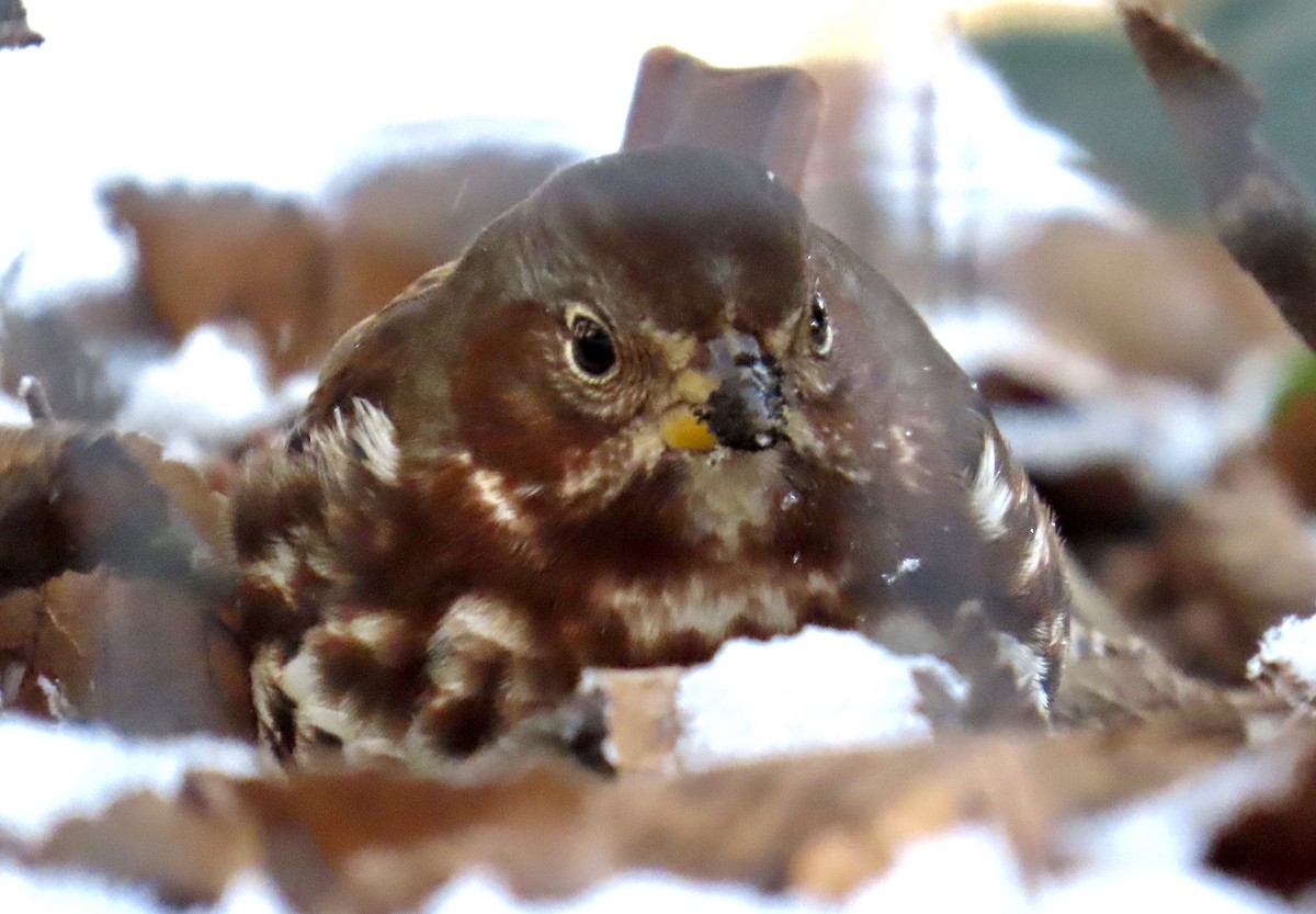 revespurv (iliaca/zaboria) (kanadarevespurv) - ML646972648