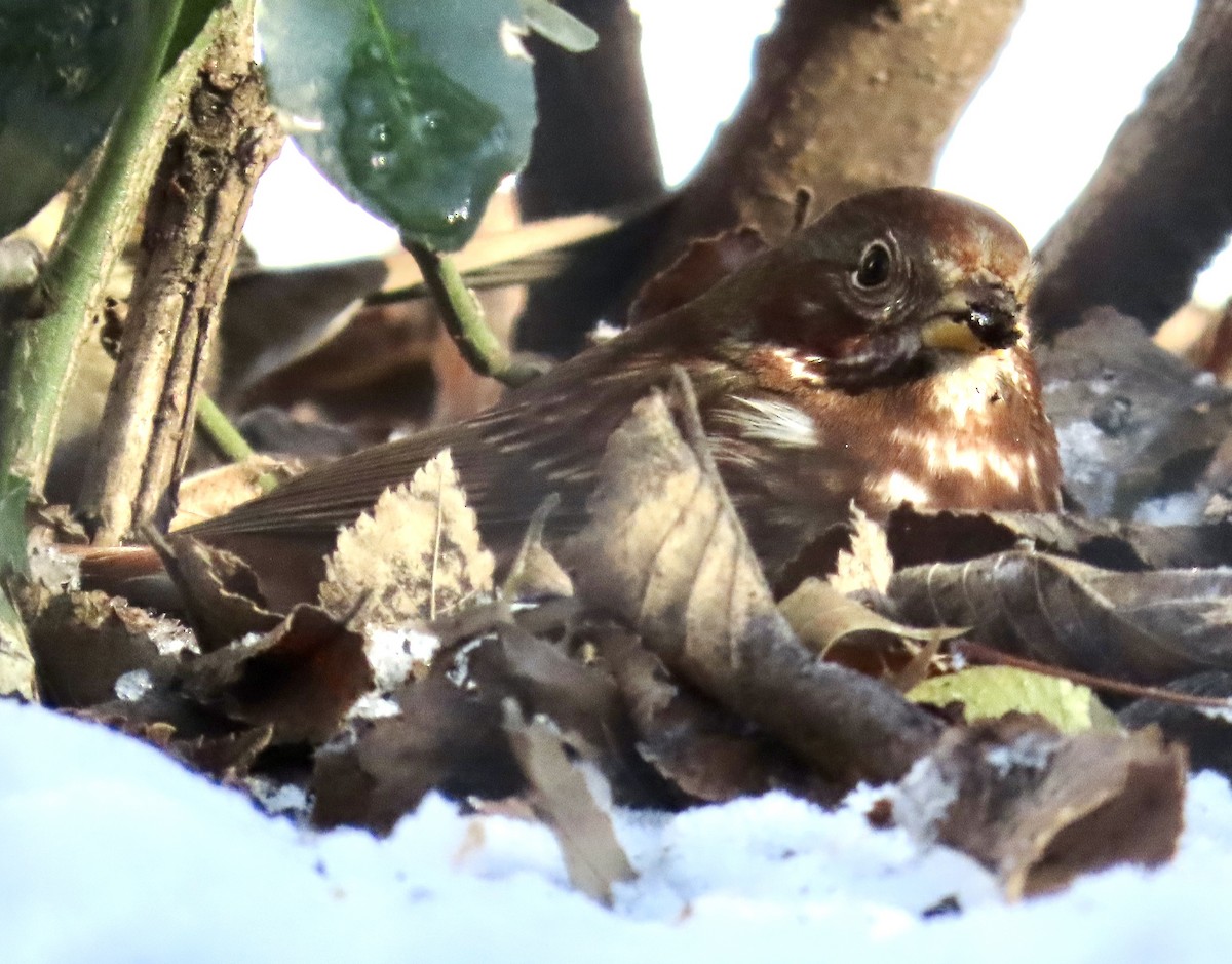 revespurv (iliaca/zaboria) (kanadarevespurv) - ML646972649