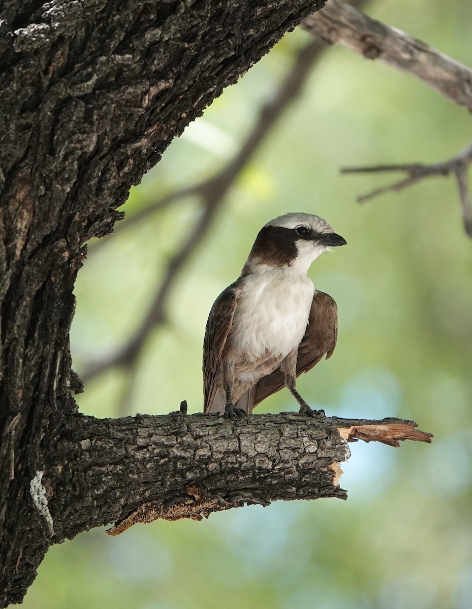 Ak Taçlı Örümcekkuşu - ML646972657