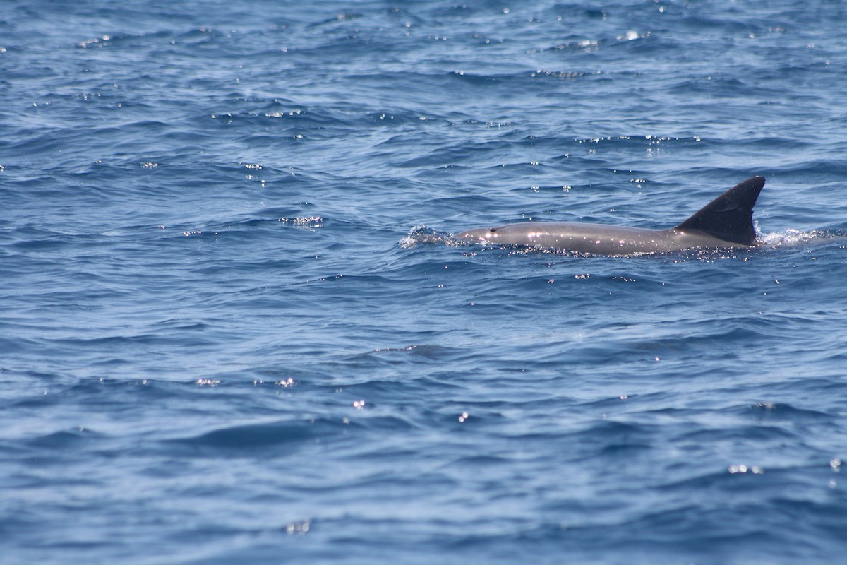 Animales - ML646972660