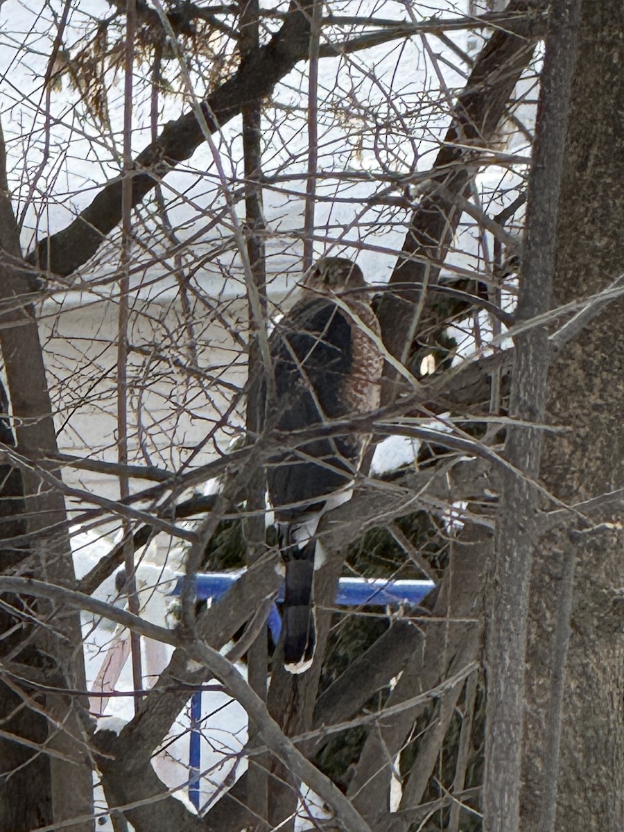 Cooper's Hawk - ML646972662