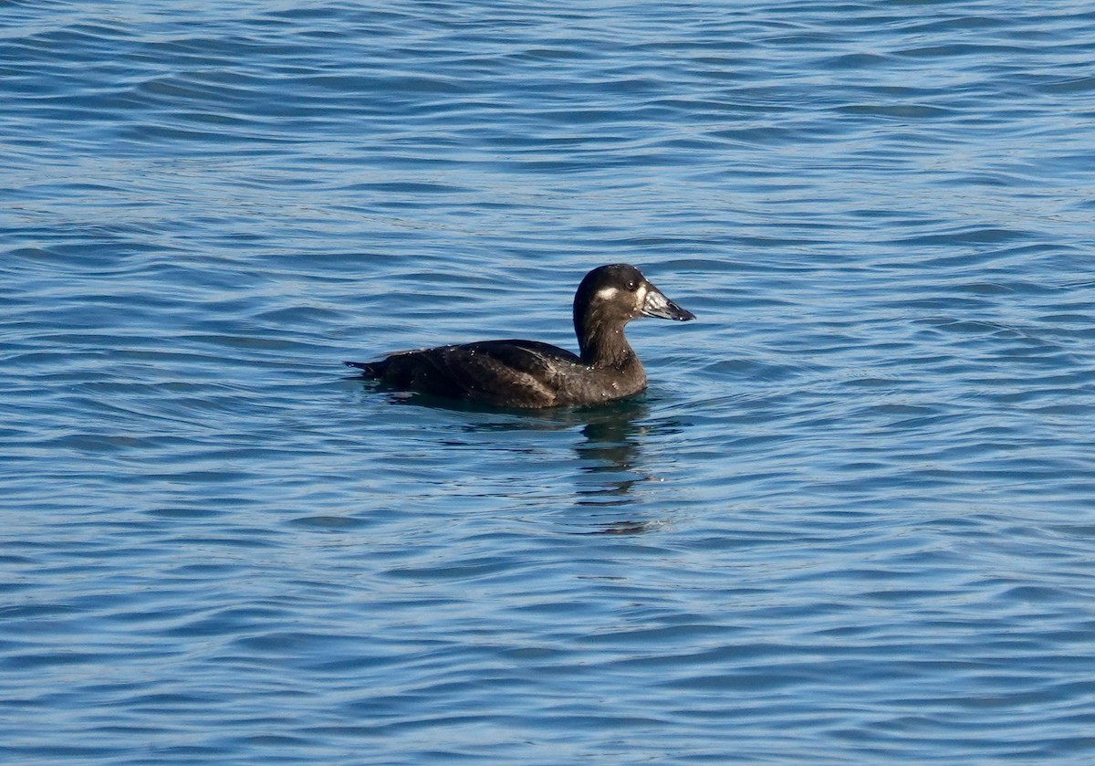 Пестроносый турпан - ML646972671