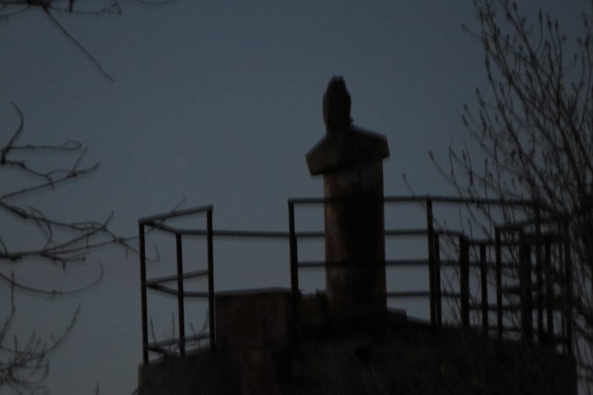 Great Horned Owl - ML646972672