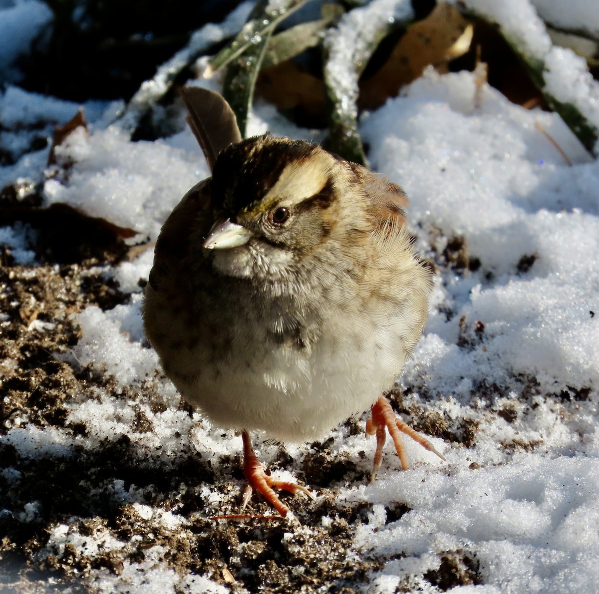 hvitstrupespurv - ML646972673