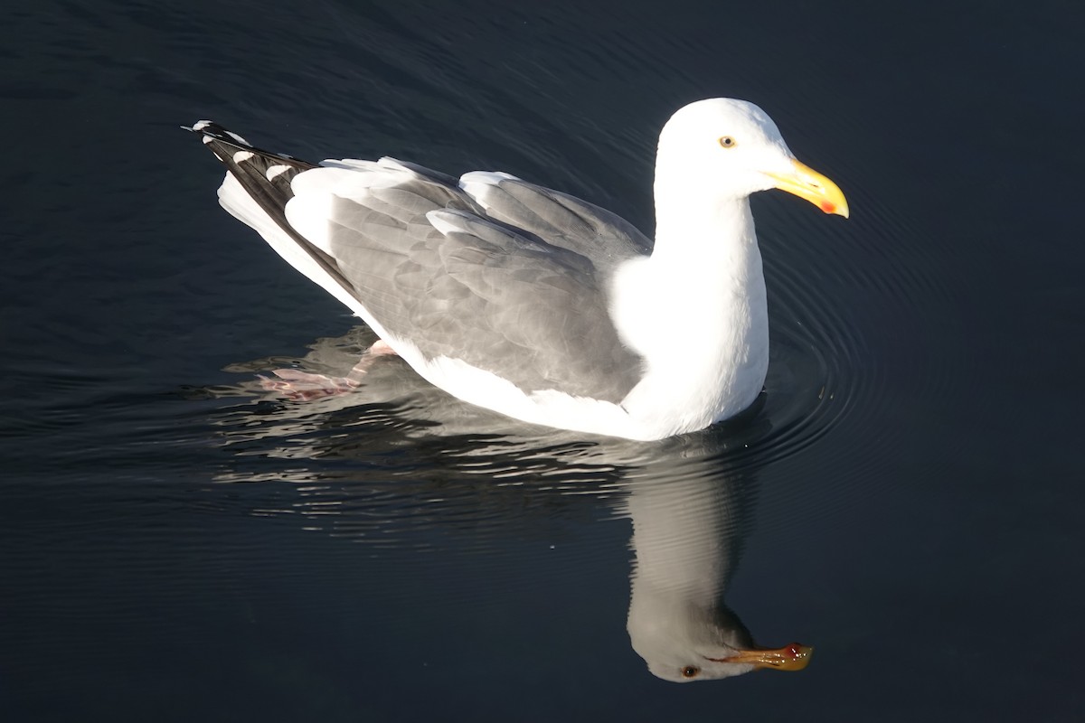 Западная чайка - ML646972674