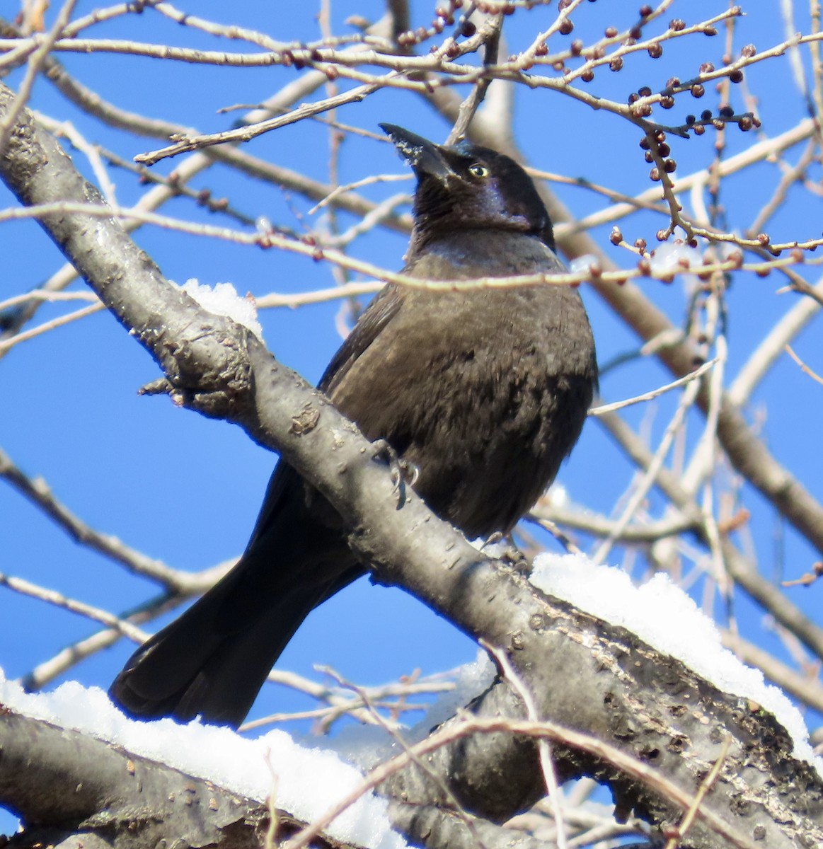 glanstrupial - ML646972682