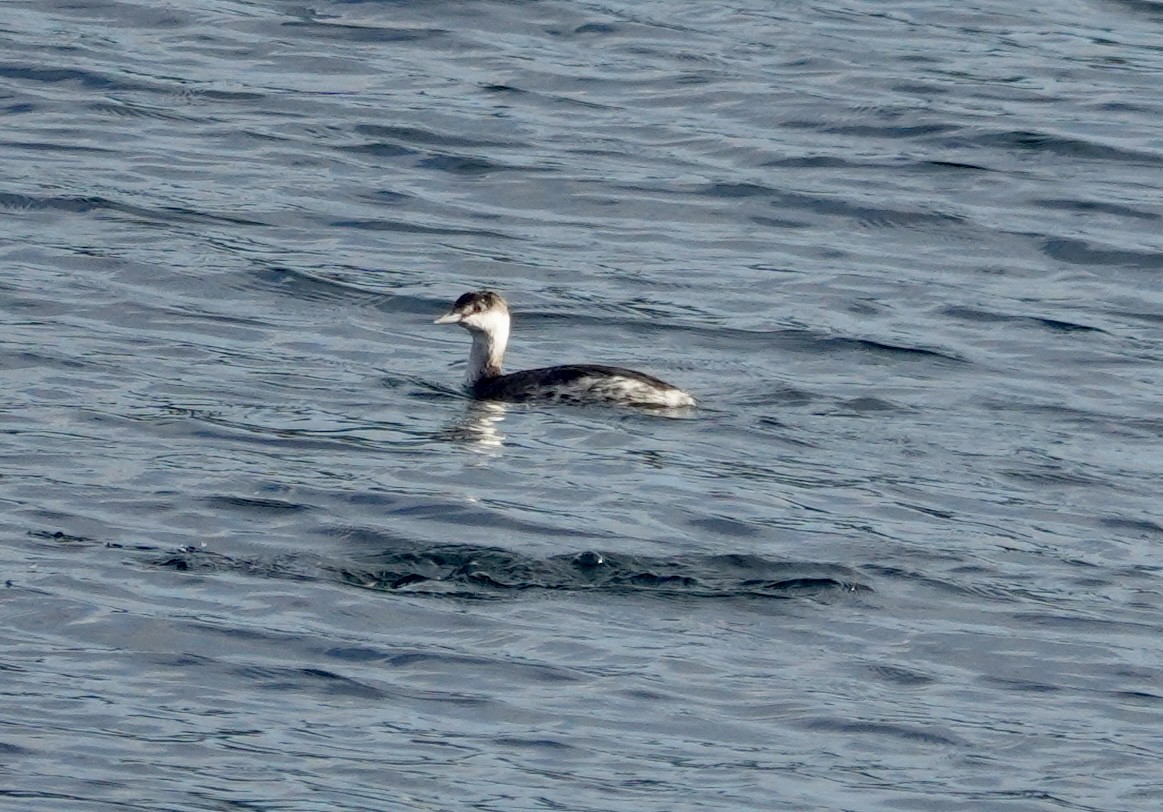 Красношейная поганка - ML646972683