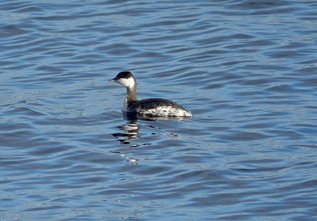 Красношейная поганка - ML646972684