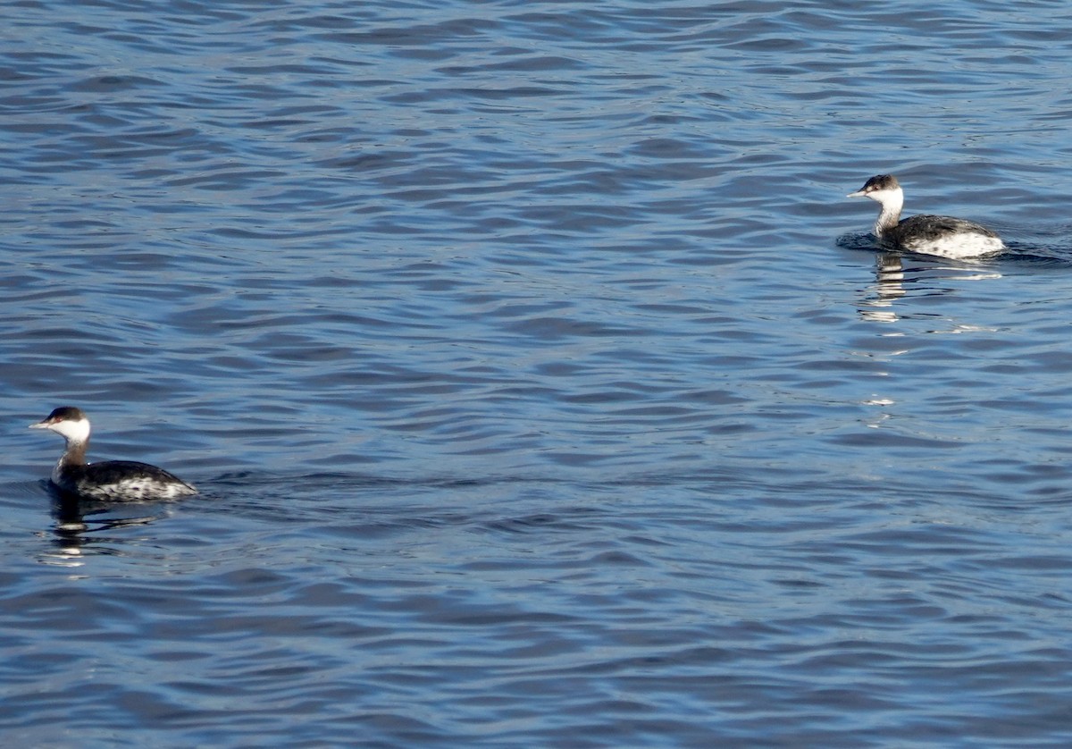 Красношейная поганка - ML646972685