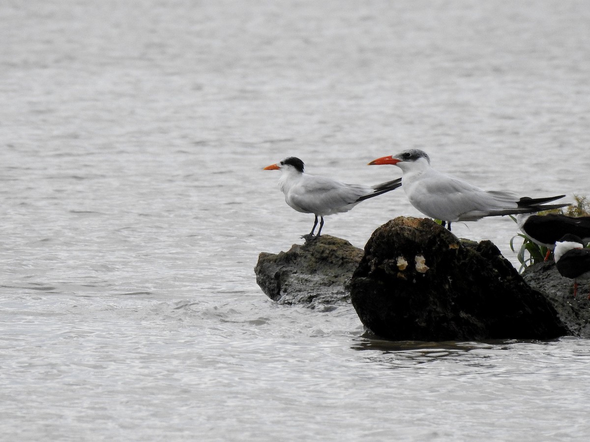 Txenada mokogorria - ML646972687