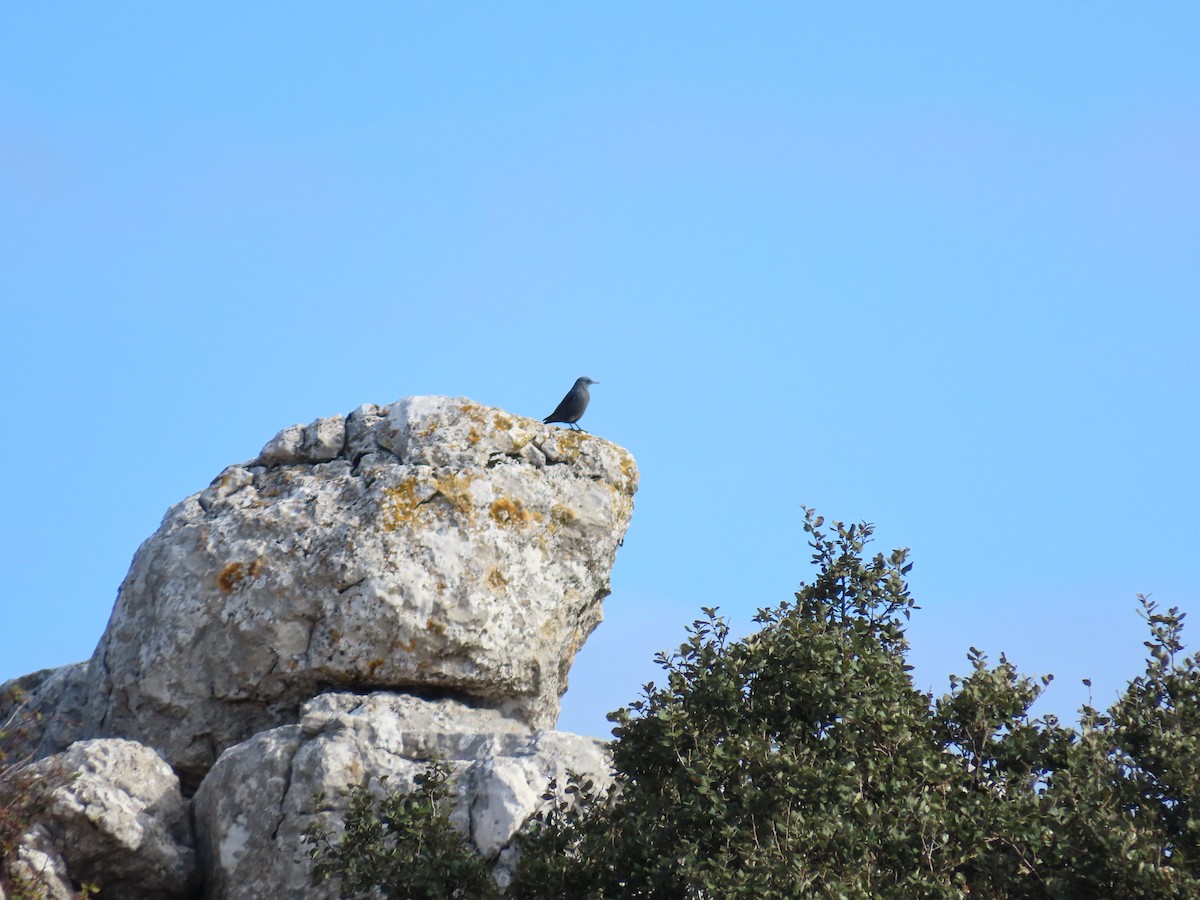 Blue Rock-Thrush - ML646972688