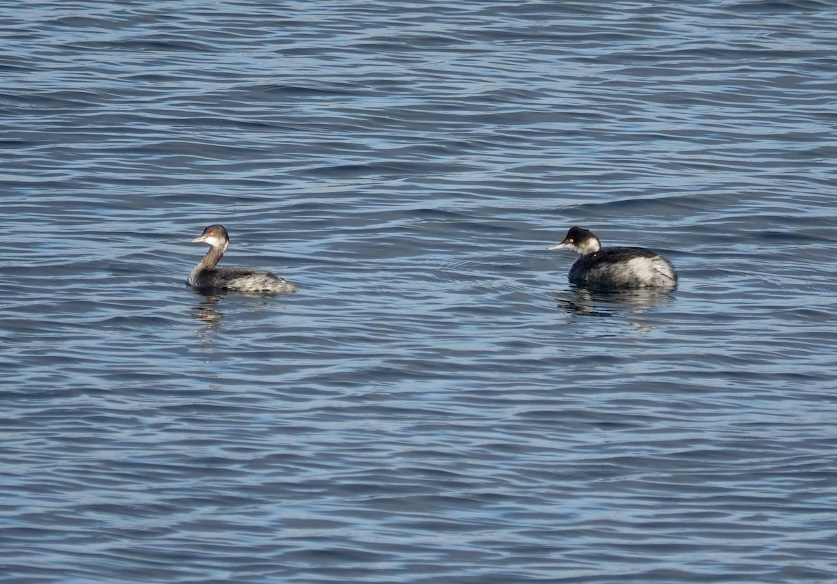 Черношейная поганка - ML646972689