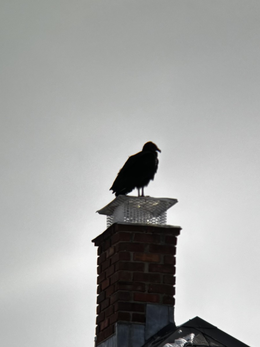 svartkondor - ML646972690